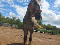 घोड़ा, Altai horse — फ़ोटो 4