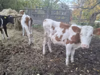 母牛, Simmental cattle — 照片 3