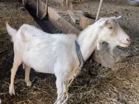 Ямаа, Dutch Landrace goats — 5 зураг