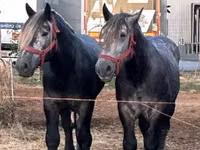 Адуу, Percheron — 3 зураг