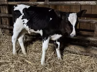 Toro, Russian Black pied cattle — foto 4