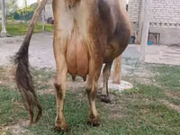 Cow, Cattle — photo 7