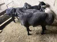 Widder, Hissar sheep — Foto 2