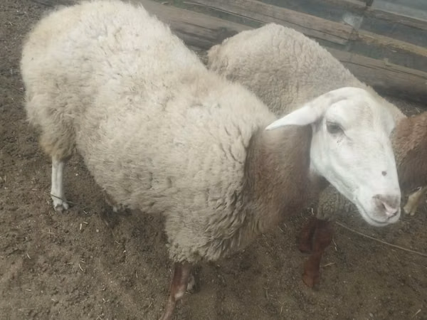 母羊, Sheep