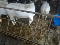 公羊, Dorper sheep — 照片 1