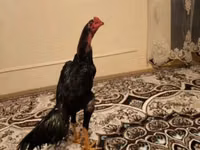 Chickens — 1 зураг