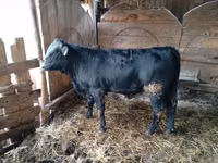 Bulle, Limousin-Kuh — Foto 2