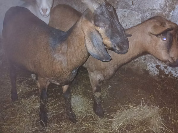 عنزة, Nubian Goat