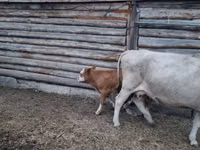 Cow, Cattle — photo 2