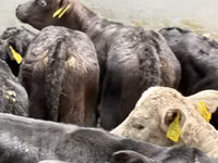 मवेशी (लॉट, लिंग निर्दिष्ट नहीं), Simmental cattle — फ़ोटो 6
