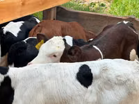 मवेशी (लॉट, लिंग निर्दिष्ट नहीं), Simmental cattle — फ़ोटो 2