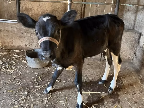 母牛, Cattle