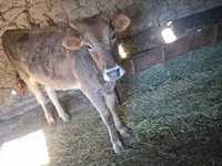 بقرة, Swiss cattle — الصورة 2
