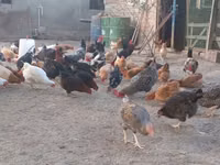 Chickens — फ़ोटो 5