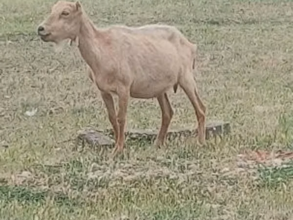 Ямааны ухна, Alpine goat