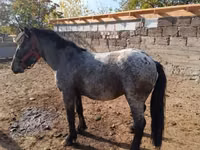 公马, Appaloosa — 照片 2