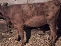 ثور, Simmental cattle — الصورة 7