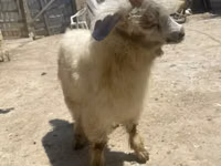 母山羊, Angora goats — 照片 3