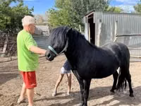 घोड़ा, Welsh Cob — फ़ोटो 3