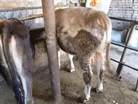 公牛, Swiss cattle — 照片 7