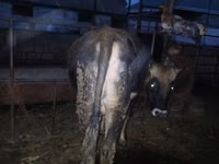 公牛, Russian Black pied cattle — 照片 8