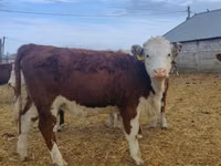 Kuh, Holstein-Rasse — Foto 1