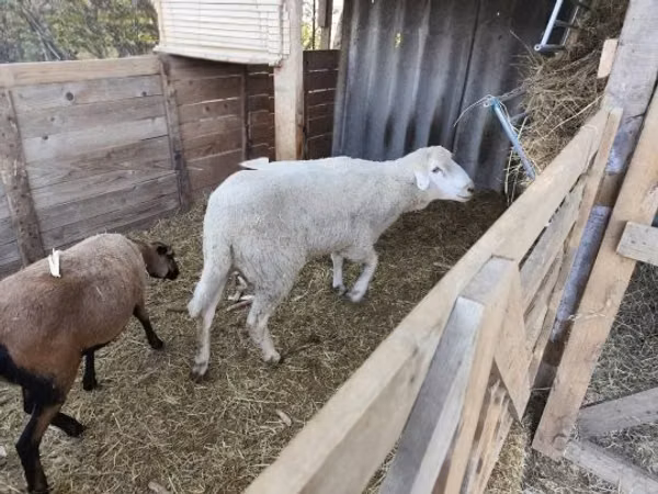 كبش, Cameroon sheep