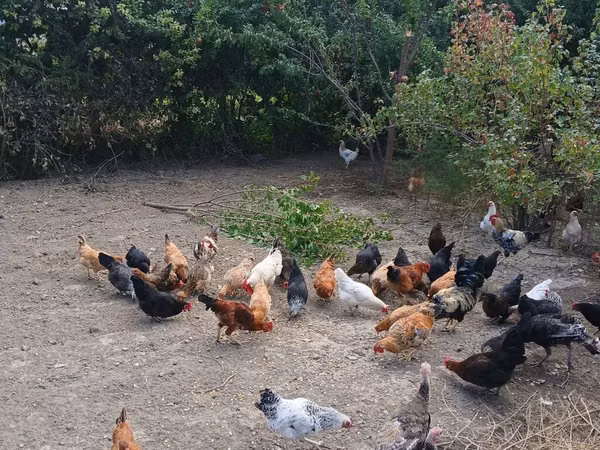 Chickens