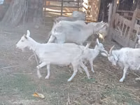 母山羊, Dutch Landrace goats — 照片 4