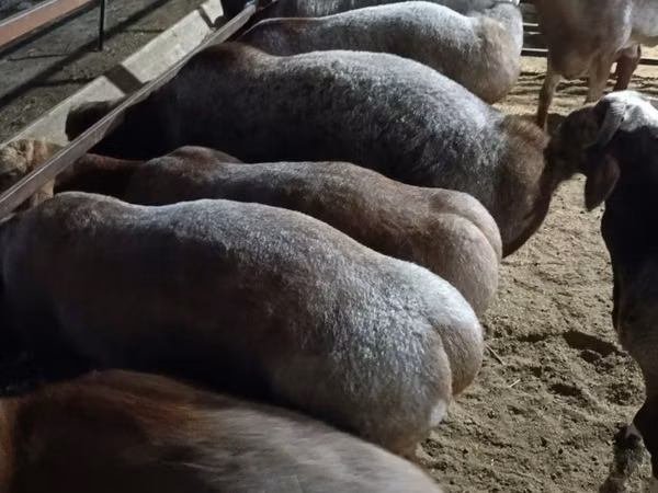 Ram, Sheep
