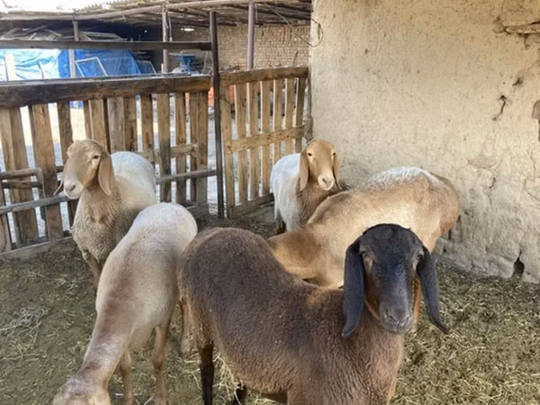 كبش, Arashan sheep
