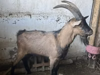 公山羊, Oberhasli goats — 照片 2