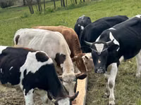 Bulle, Holstein-Rasse — Foto 1