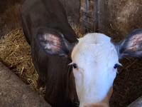 بقرة, Charolais cattle — الصورة 4