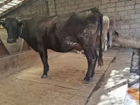 母牛, Simmental cattle — 照片 3