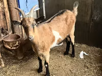 Коза, Альпийская коза — фото 1