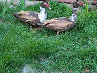 Ducks — Foto 3