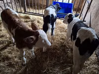 Bulle, Russian Black pied cattle — Foto 3
