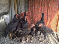 Chickens — फ़ोटो 2