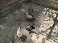 डेनिश हेन — फ़ोटो 2