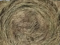 Хуц, Хонь — 2 зураг