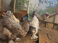براهما — الصورة 8