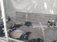 Shamo chickens — photo 3