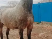 घोड़ी, Orlov Trotter — फ़ोटो 1