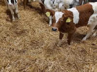 Bulle, Limousin-Kuh — Foto 4