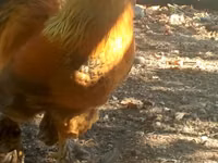 Chickens — photo 1
