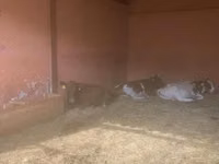 Cow, Yaroslavl cattle — photo 7