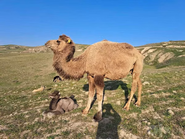 Тэмээ, Kazakh Bactrian camel