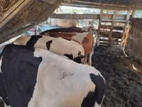 Bulle, Holstein-Rasse — Foto 4