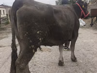 母牛, Alatau breed — 照片 7